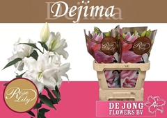 Lily Oriental Double Roselily Dejima 75cm 3+