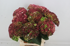 Hydrangea Revolution Classic 60cm 13-15cm Hd