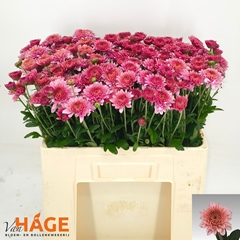 Chrysanth Spray Blenda 55cm 50gr.