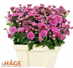 Chrysanth Spray Gompie Purple 55cm 55gr.