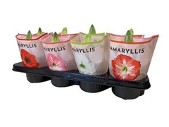 Hippeastrum Mix 14Ø 20cm