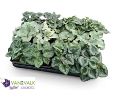 Cyclamen Hederifolium 9Ø 15cm