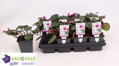 Cyclamen Coum 9Ø 15cm