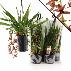 Cymbidium Indian Summer 14Ø 60cm 3st
