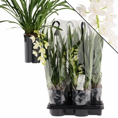 Cymbidium Ice Cascade 14Ø 60cm 1st