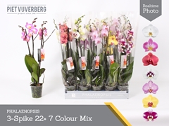 Phalaenopsis Mix 7 Colours 12Ø 65cm 3st