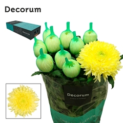 Chrysanth Single Magnum Yellow 70cm 95gr.