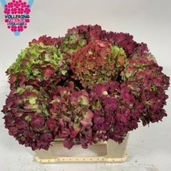 Hydrangea Adora Classic 40cm 12-14cm Hd