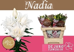 Lily Oriental Double Roselily Nadia 70cm 3+