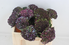 Hydrangea Revolution 50cm 12-14cm Hd