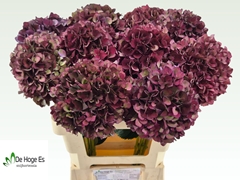 Hydrangea Rubyred 60cm 15-17cm Hd