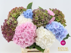 Hydrangea Mix 60cm 16-18cm Hd