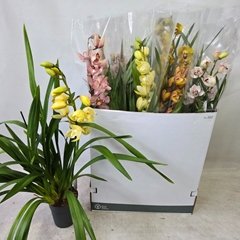 Cymbidium Mixed 14Ø 85cm 1st