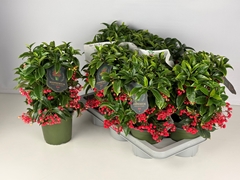 Ardisia Crenata Premium 14Ø 40cm