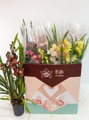 Cymbidium Mixed 14Ø 75cm 4st