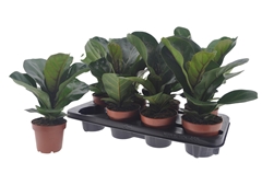 Ficus Lyrata Bambino 12Ø 35cm