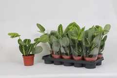 Maranta Leuconeura Momalemo 12Ø 30cm
