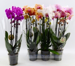 Phalaenopsis Cascade 12Ø 50cm 2st