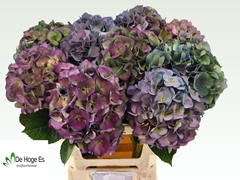 Hydrangea Royal Crown Classic 60cm 16-18cm Hd