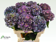 Hydrangea Royal Crown Classic 60cm 14-16cm Hd