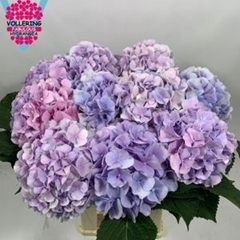 Hydrangea Verena Blue 60cm 14-16cm Hd
