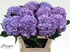 Hydrangea Royal Benefit 80cm 18-20cm Hd