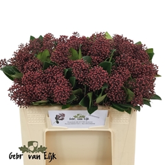 Skimmia Japonica Rubella Per Bunch 35cm