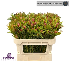 Leucadendron Ayoba Cherry Pearl 70cm