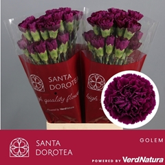 Dianthus Single Golem 65cm