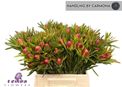 Leucadendron Ayoba Cherry Pearl 40cm