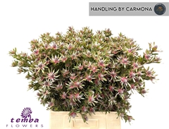 Leucadendron Ayoba Star Pearl 60cm Spray