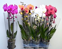 Phalaenopsis Cascade 12Ø 45cm 2st