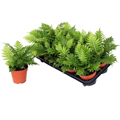 Blechnum Silver Lady 12Ø 30cm