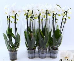 Phalaenopsis Cascade 12Ø 50cm 2st