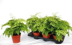 Adiantum Raddianum Fragrans 14Ø 40cm