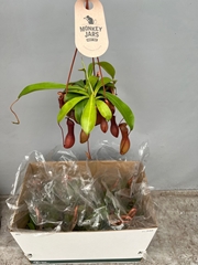 Nepenthus Alata 14Ø 40cm