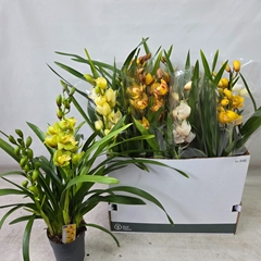 Cymbidium Mixed 14Ø 70cm 2st