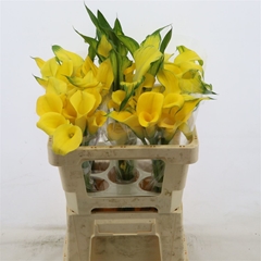 Zantedeschia Dutch Gold 50cm Twisted