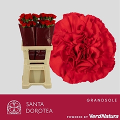 Dianthus Single Grandsole 65cm