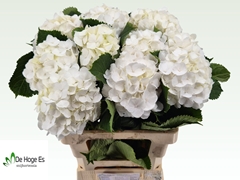 Hydrangea White Verena 60cm 15-17cm Hd