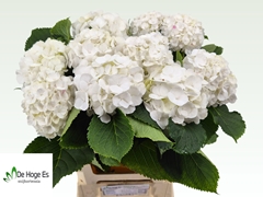 Hydrangea White Verena 60cm 12-14cm Hd