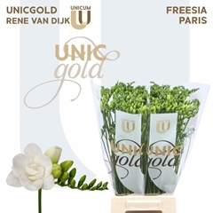 Freesia Double Paris 50cm 20gr.
