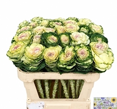 Brassica White Crane 60cm
