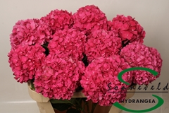 Hydrangea Glowing Alps 75cm 14-16cm Hd