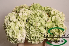 Hydrangea Schneeball Classic 40cm 9-11cm Hd
