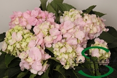 Hydrangea Monika 60cm 8-10cm Hd