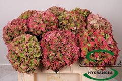 Hydrangea Rodeo Red Classic 50cm 12-14cm Hd