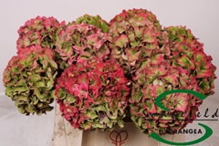Hydrangea Rodeo Red Classic 60cm 9-11cm Hd