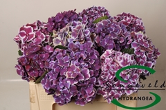 Hydrangea Red Harlequin Blue 40cm 8-10cm Hd