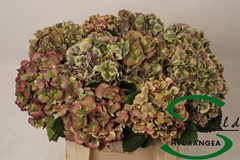 Hydrangea Harlekijn Classic 40cm 10-12cm Hd